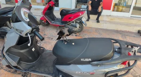 Haber Resmi