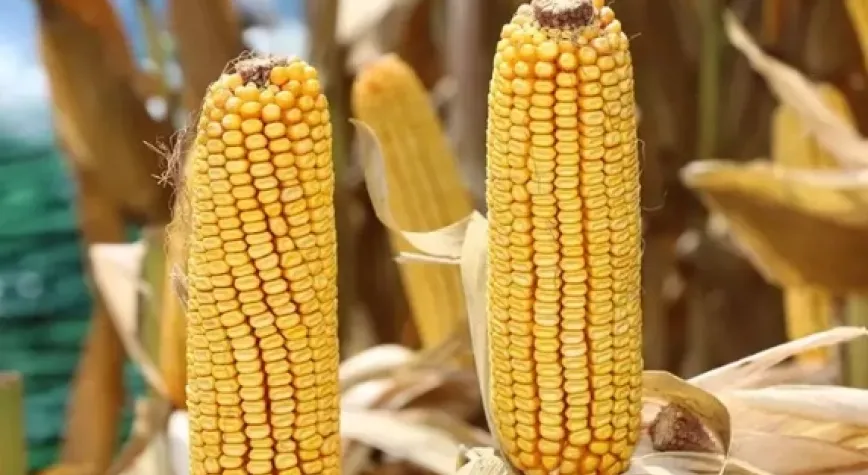 1 milyon ton mısır ithalatı için tarife kontenjanı açıldı