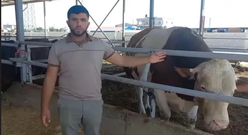 1 Ton 400 Kiloluk Dana Kurbanlık Alıcısını Bekliyor