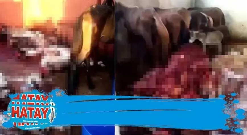 12 kesilmiş, 2 kesilmemiş eşek; 6 da at ele geçirildi
