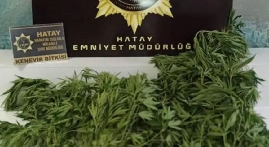 12 kök hint keneviri yakalandı