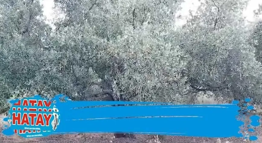 135 Yıllık anıt zeytin ağaçları!