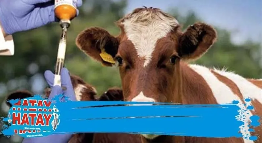 16 milyon hayvan aşılandı