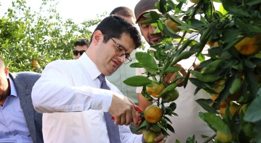 2 bin 252 Dekarlık Alanda Mandalina Üretimi Yapılıyor