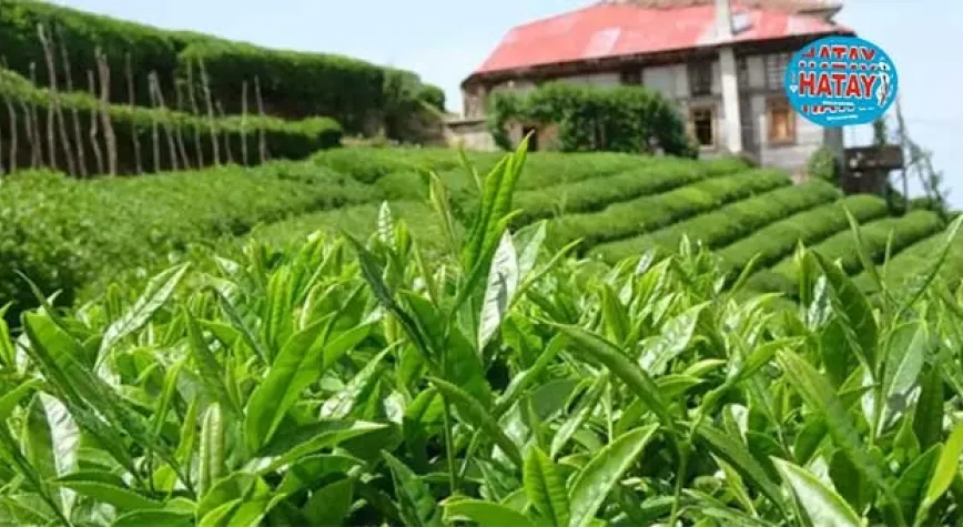 2023 yaş çay fark ödemesi desteği 30 kuruş 