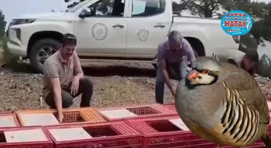 300 KEKLİK DOĞAYA SALINDI