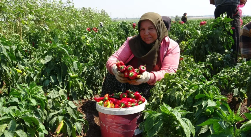 40 Derecede Acı Biber Hasadı! İşçiler Ellerini Yüzlerine Süremiyor