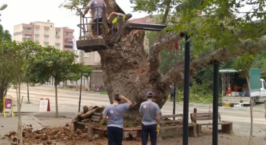 500 yıllık çınar ağacına bakım yapıldı