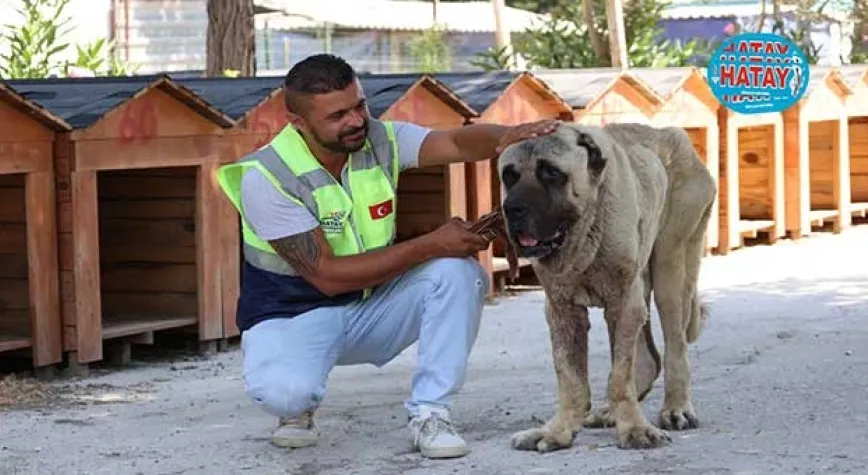 7 VETERİNERLE YÜZDE 98 ORANINDA İYİLEŞTİRME 