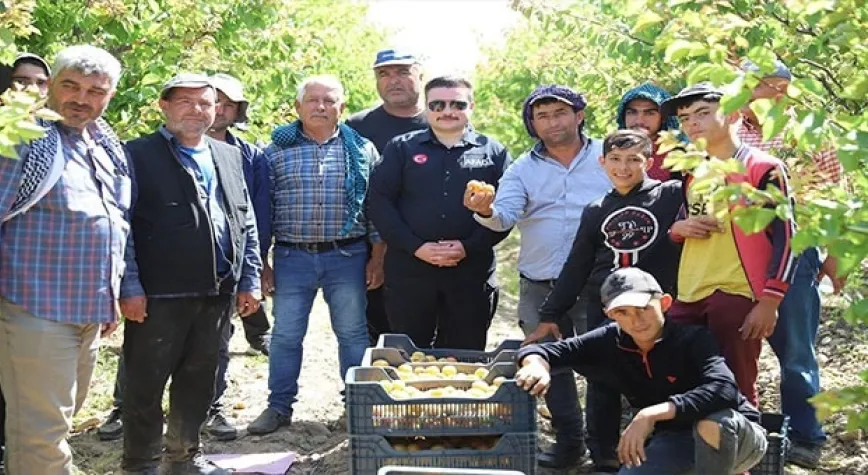 ACAR KAYISI HASADINA KATILDI