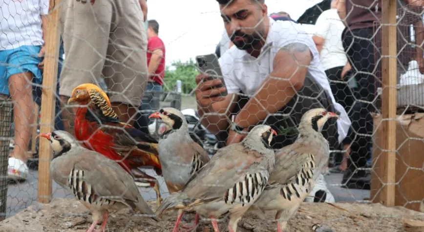 Adana’daki Kuş Pazarında Hatay’dan Gelen Kuşlar da Satılıyor