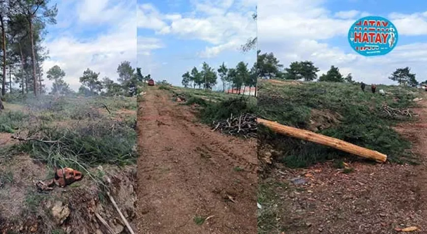 AĞAÇLAR BAHANELERLE KESİLİYOR