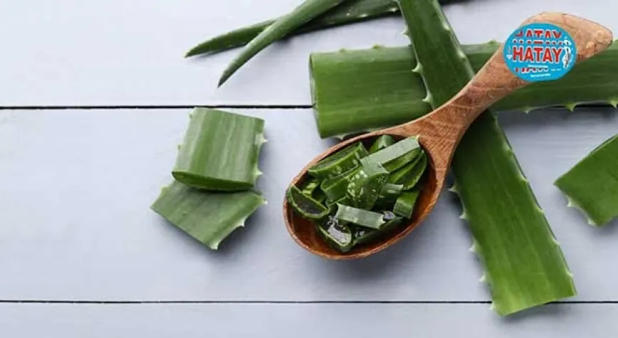 Aloe Vera Yüze Faydaları Nelerdir?