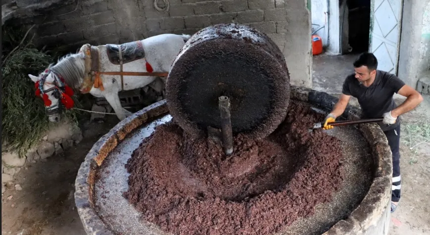 Altınözü’nde Asırlık Gelenek Yaşıyor: Su Zeyti Üretimi Başladı