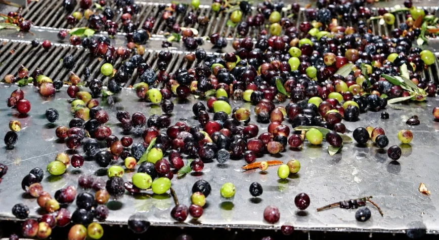 Altınözü’nde Zeytinyağı Sezonu Başladı: Fabrikalarda Mesai