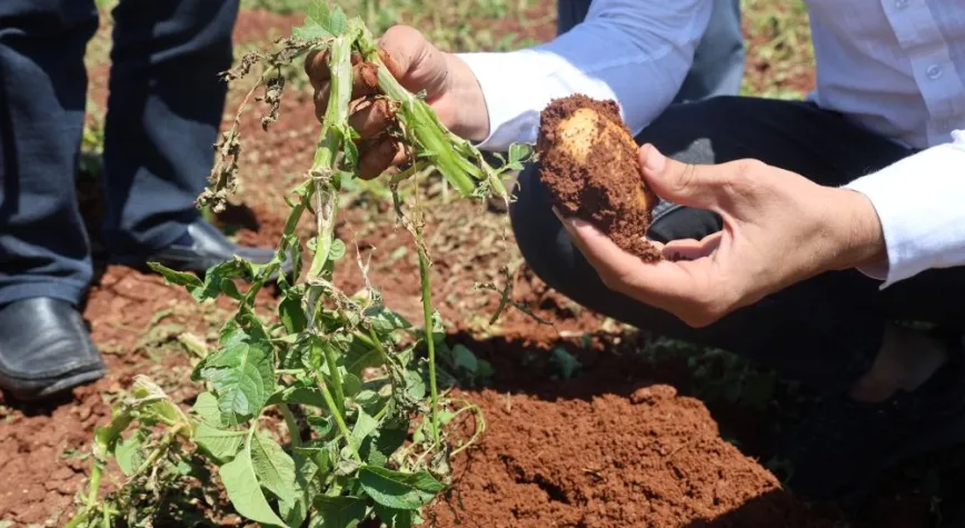 Amik Ovası’nda ceviz büyüklüğündeki dolu 6 bin dönüm ürünü vurdu