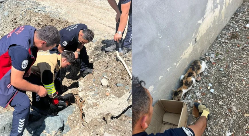 Anne Kedi, Yavruları Kurtarılana Kadar Ekiplerin Yanından Ayrılmadı