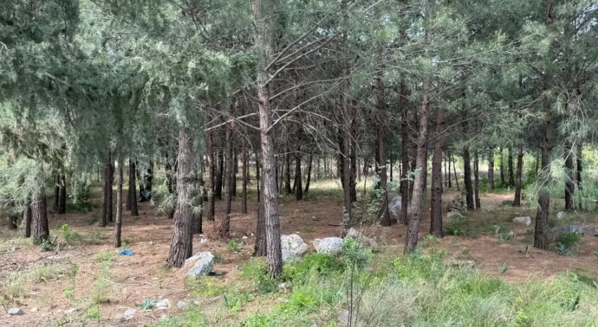 Anne-Oğul Cinayetinde Altın Detayı
