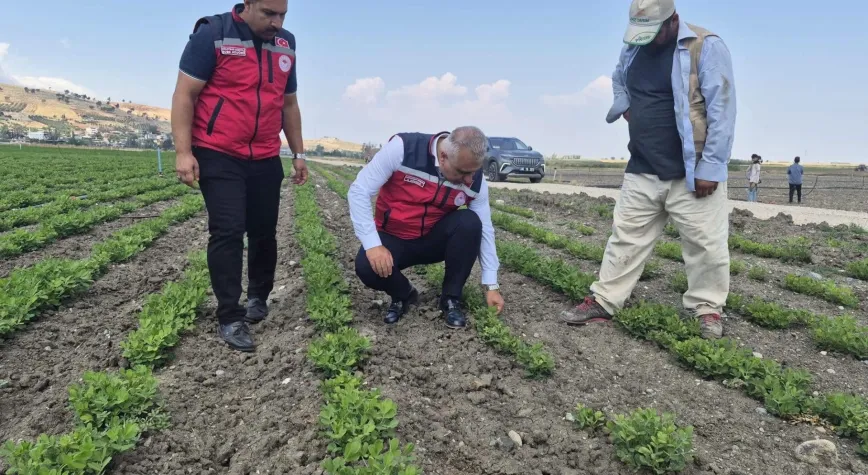 Antakya'da Yer Fıstığı Tarlalarına Yakın Takip