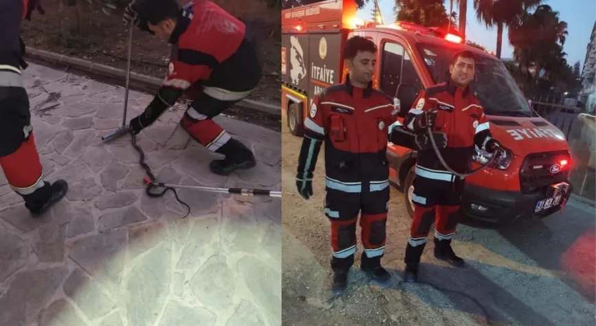 Antakya ve Reyhanlı’da Yılan Alarmı
