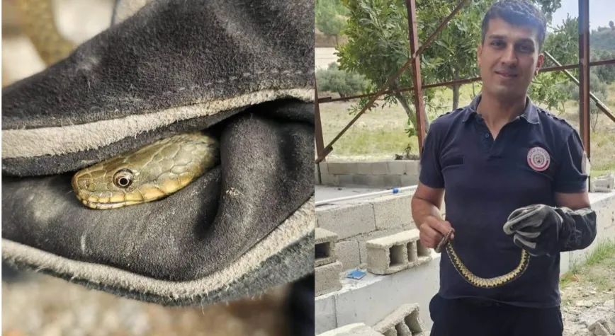 Antakya’da Bahçeye Giren Yılan Doğaya Bırakıldı
