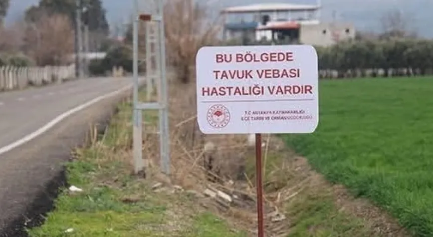Antakya'da Kuş Gribi Alarmı!