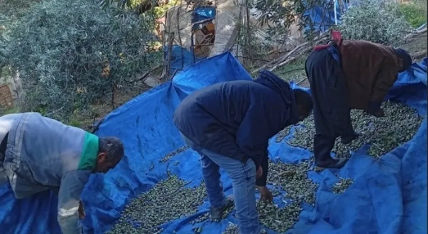 Arsuz Kurtbağı'nda Zeytin Hasadı devam ediyor