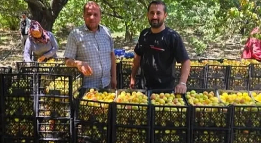 Arsuz’da Kayısı Hasadı Başladı