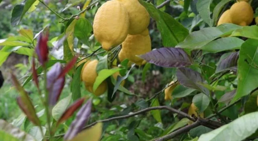Arsuz’da Limon Hasadı Başladı: 200 Bin Ton Rekolte Bekleniyor