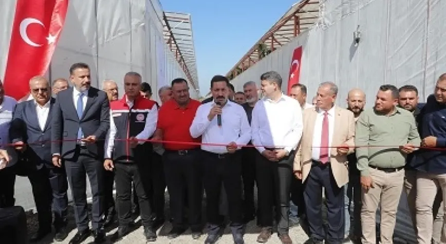 ARSUZ'DA MUZ HASADI BAŞLADI