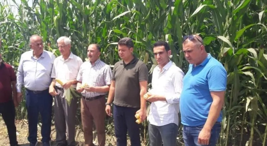 ARSUZ’DA SİLAJLIK MISIR HASADI GERÇEKLEŞTİRİLDİ