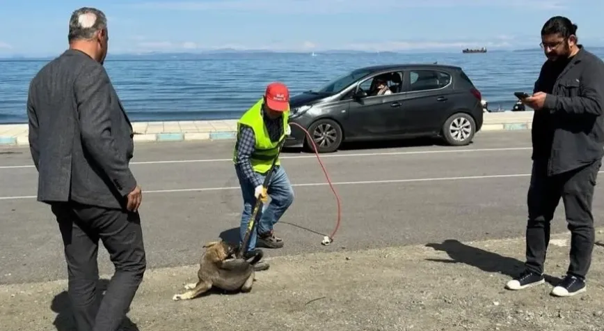 Arsuz’da Sokak Köpekleri Toplanıyor