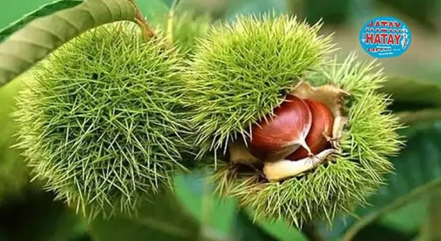 At Kestanesi Faydaları Nelerdir?
