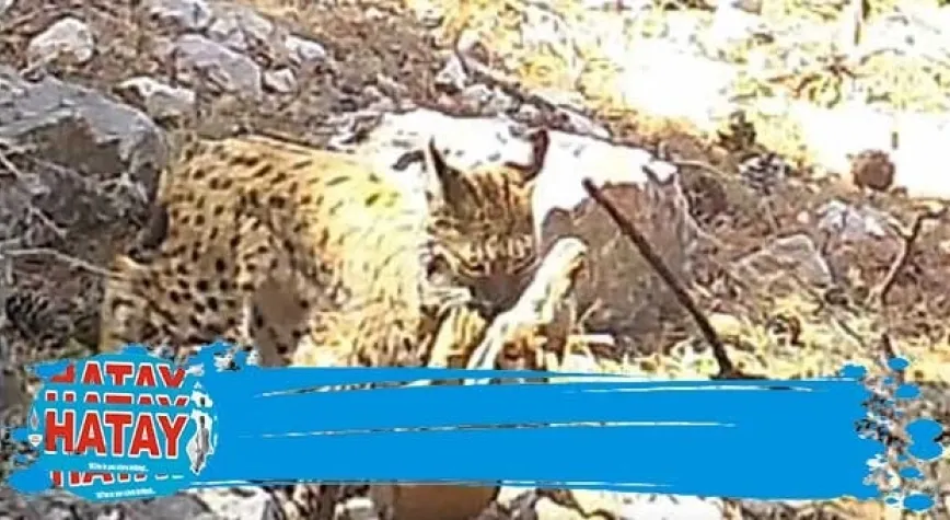 Avını taşıyan vaşağın görüntüsü