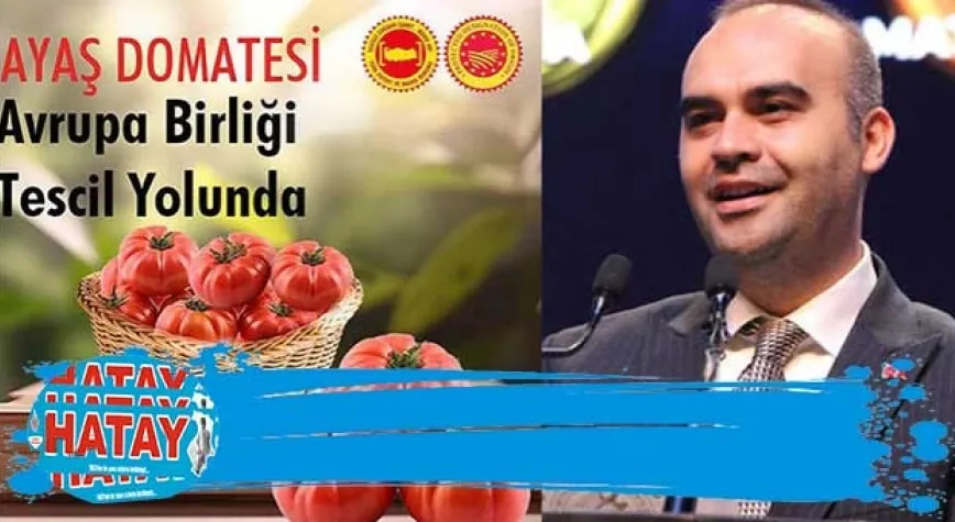 Ayaş domatesi, AB tescili için son aşamada