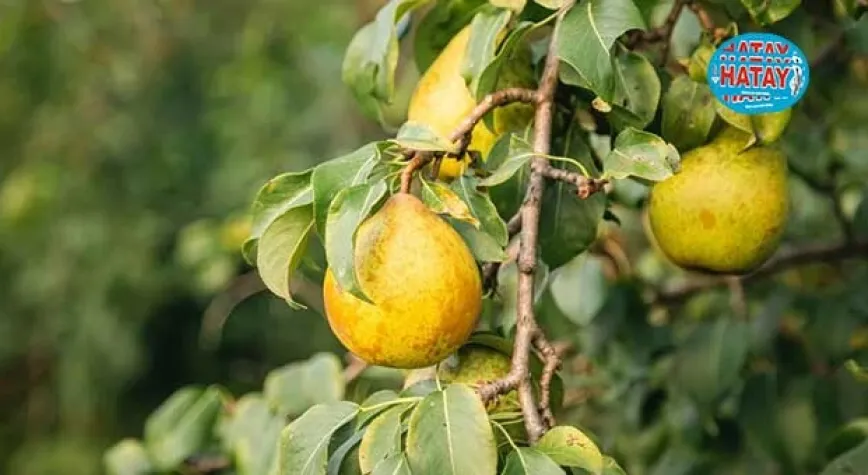 Ayva Yaprağının Faydaları 