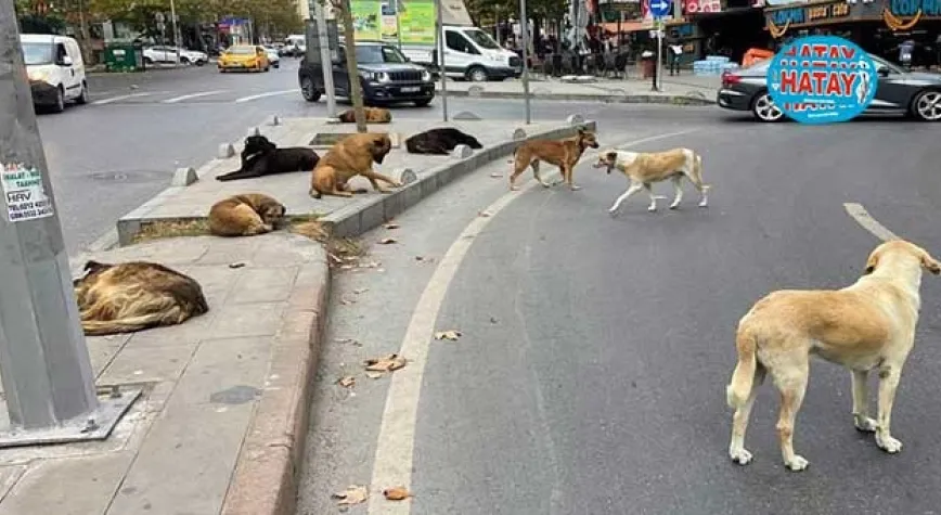 BAŞIBOŞ KÖPEK SORUNU BİR AN ÖNCE ÇÖZÜLMELİ