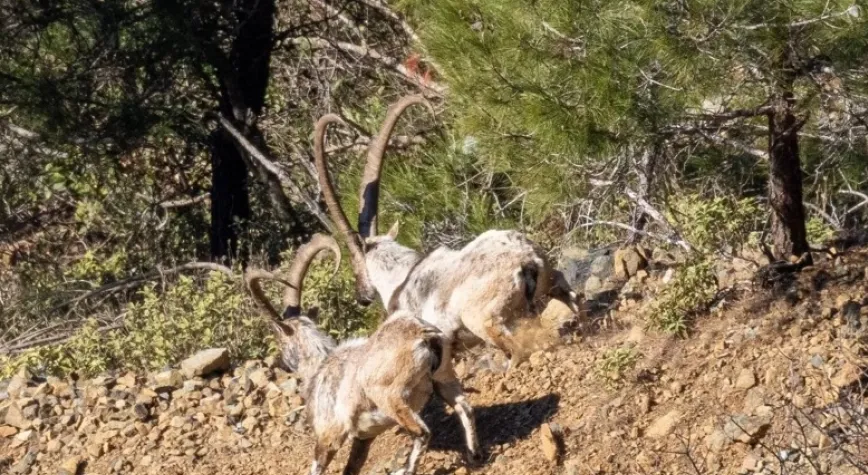 Başıboş Köpekler Yaban Hayatı Tehdit Ediyor!