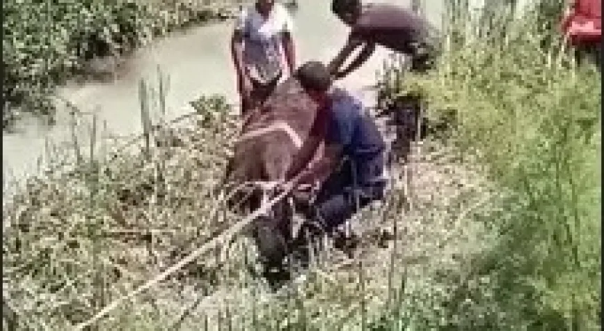 Bataklığa saplanan büyükbaş hayvanlar kurtarıldı