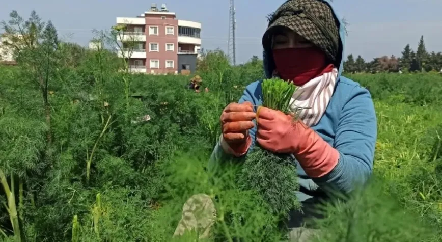 Binalar Arasındaki Tarlada Dereotu Yetiştiriliyor