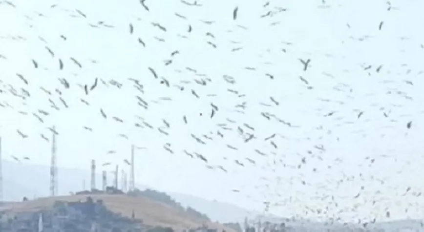 Binlerce leylek İskenderun semalarında