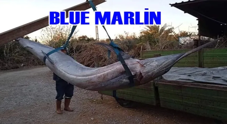 BLUE MARLİN İLK KEZ GÖRÜNDÜ