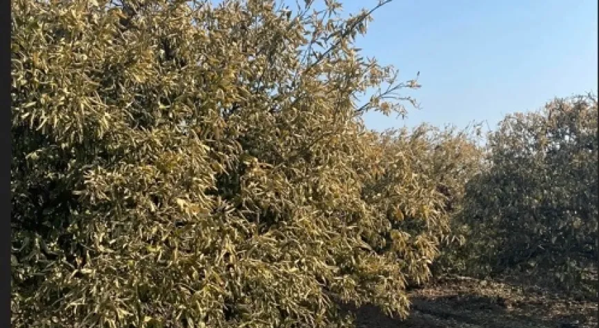 Bölgemiz İçin Sanayi Kadar Tarımda Büyük Önem Taşıyor