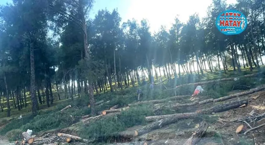 Bu ağaç kıyımı nereye kadar devam edecek?
