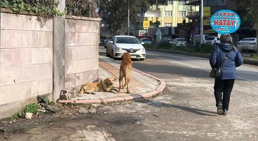 BU HAYVANLAR EV ORTAMINA ALIŞMIŞLARDI