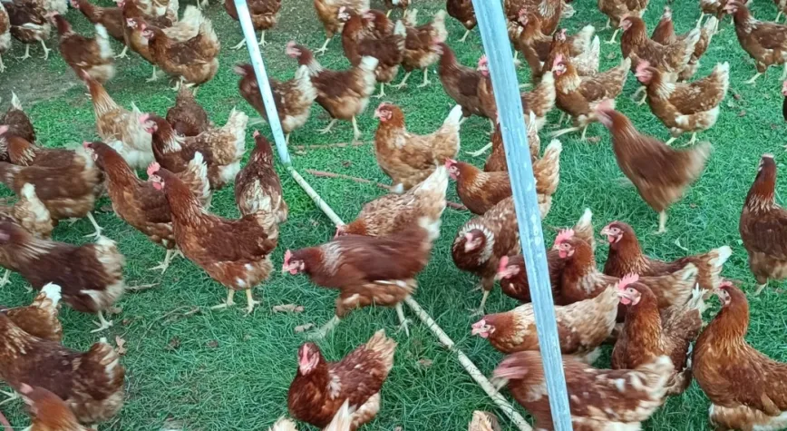 Bu Tavuklar Gerçekten Çok Geziyor