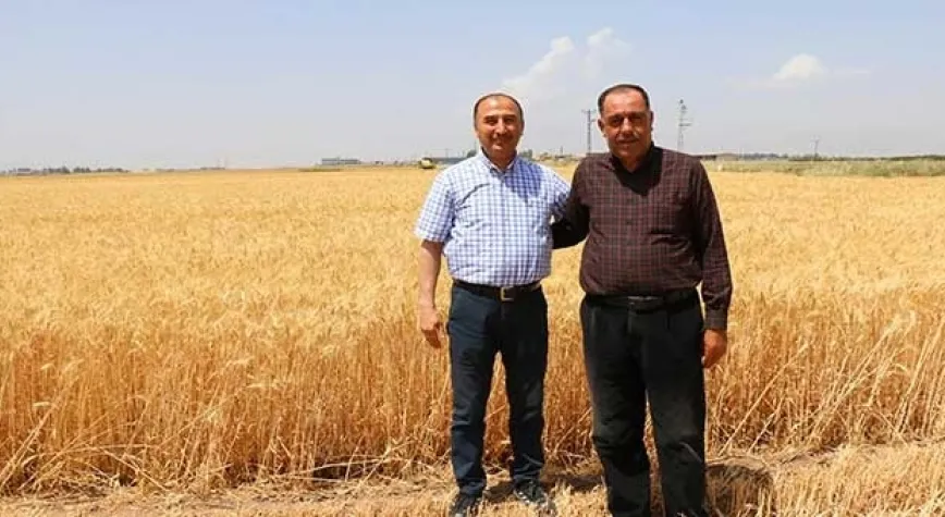 BUĞDAY HASADI DEVAM EDİYOR