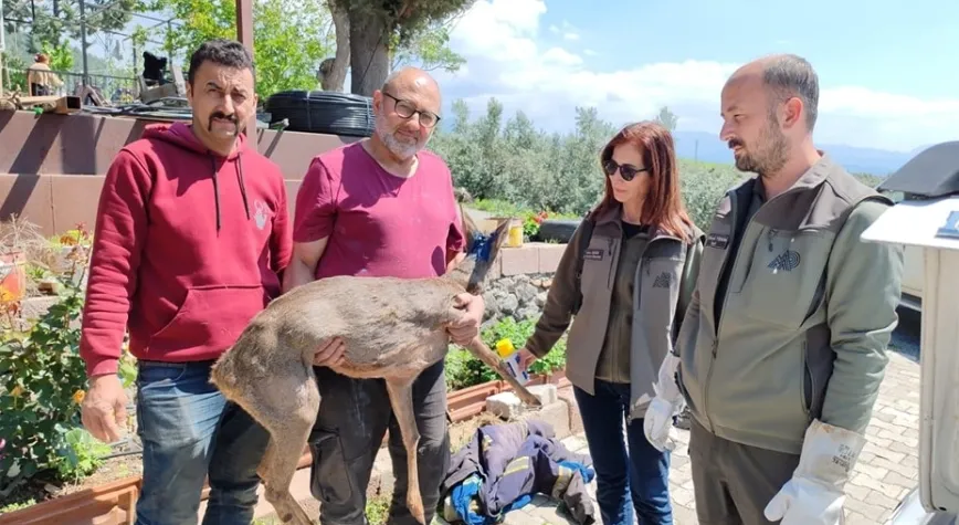 Bulduğu Yaralı Yavru Karacayı Ekiplere Teslim Etti