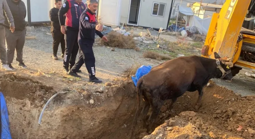 BÜYÜKBAŞ HAYVANI İTFAİYE KURTARDI