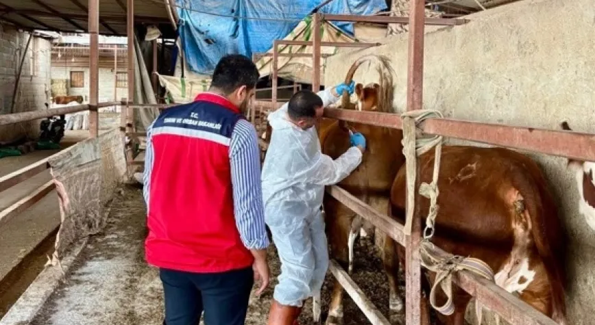 Büyükbaş hayvanlardan numune alındı